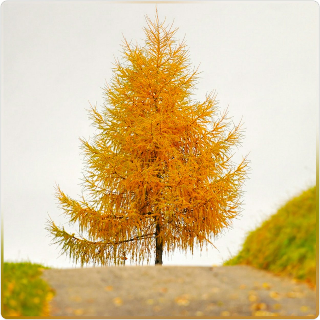 Пожелтевшие деревья