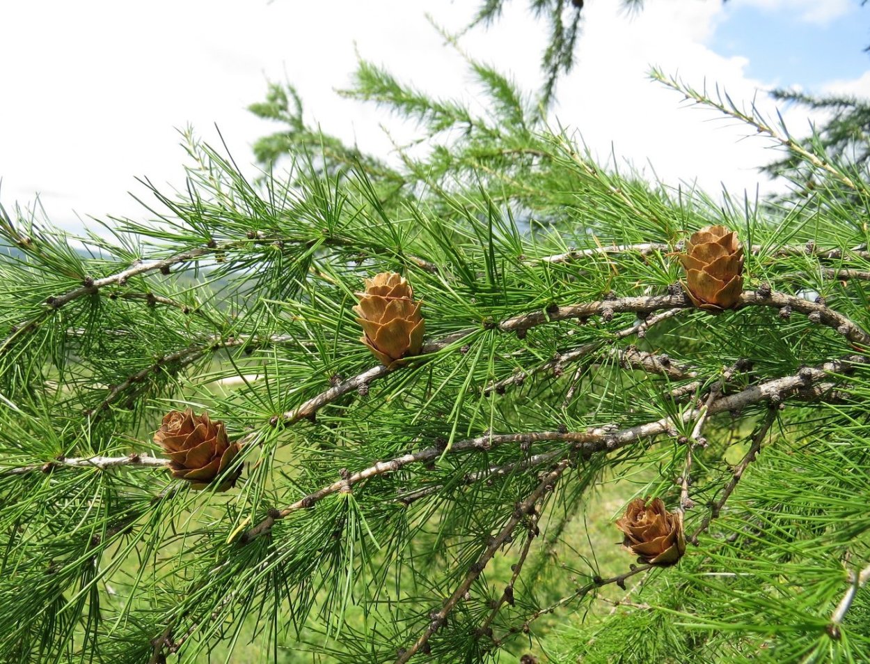 Лиственница Гмелина Плантариум