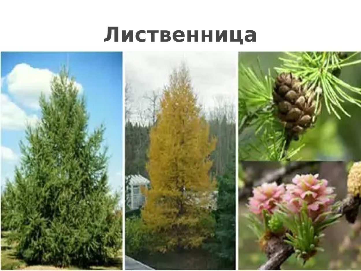 Лиственница европейская голосеменное растение