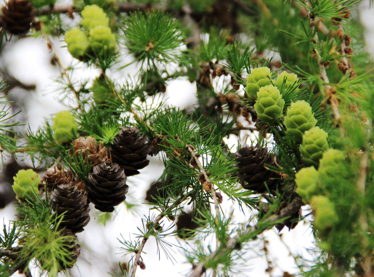 Лиственница Сибирская Larix sibirica