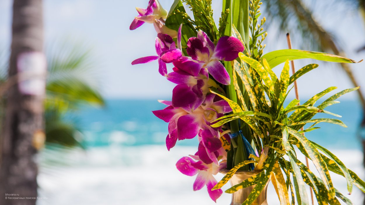 Таиланд Флора, цветущие деревья