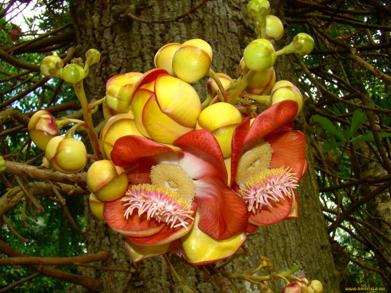 Глициния розовая Wisteria rosea