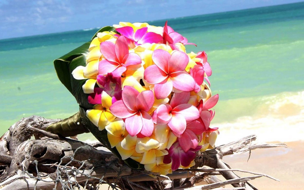 Парк Нонг Нуч сад адениумов