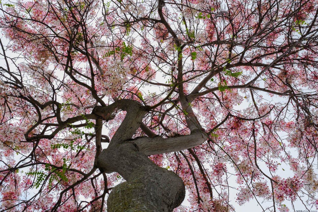 Фламбоян дерево