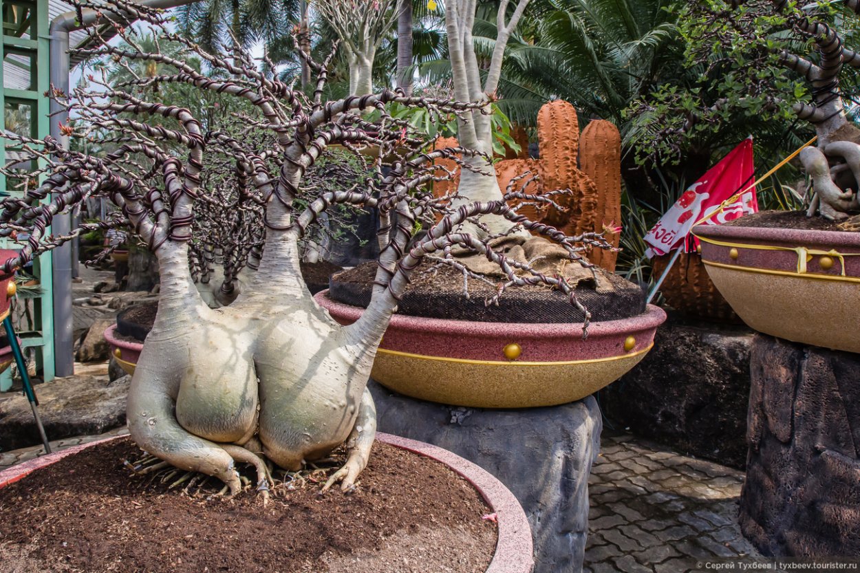 Эпифиты Дендробиум