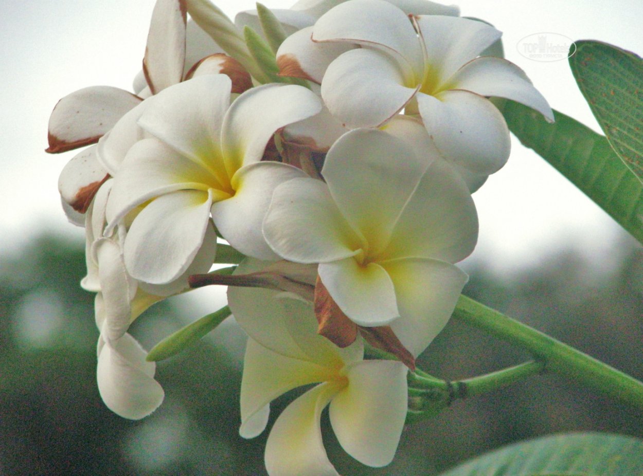 Дерево Делоникс Королевский