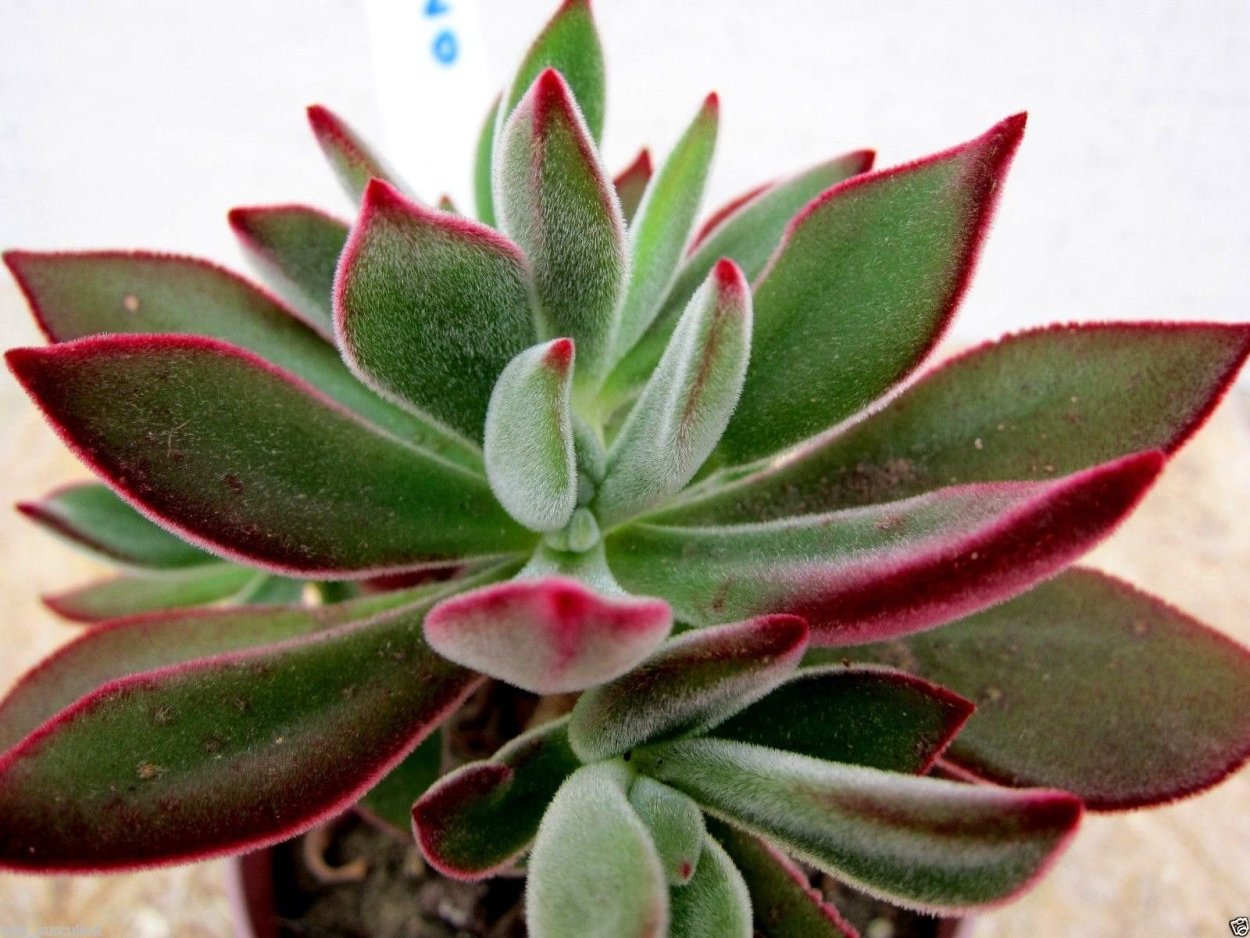 Эхеверия пульвината Оливер