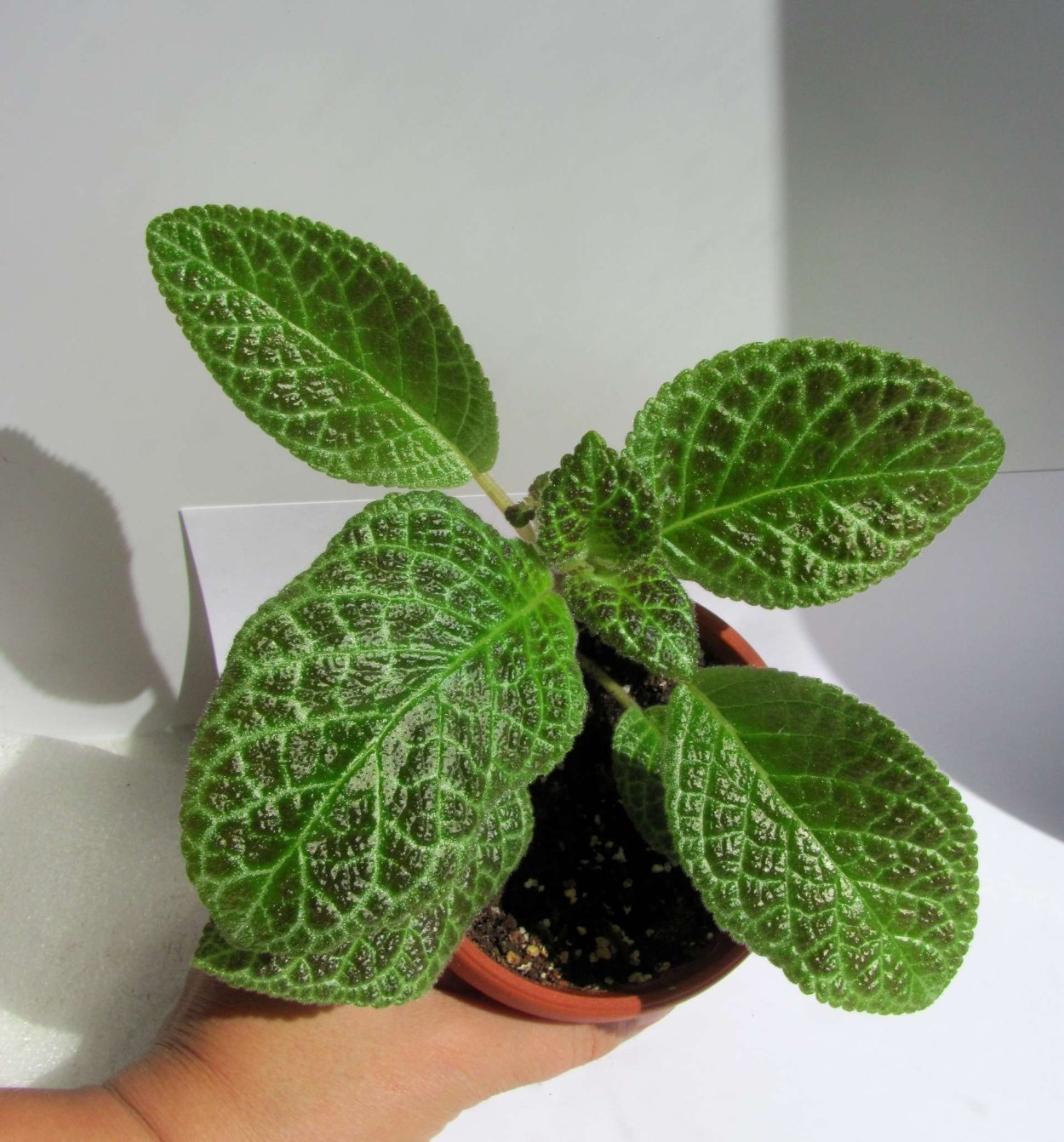 Эписция Tricolor