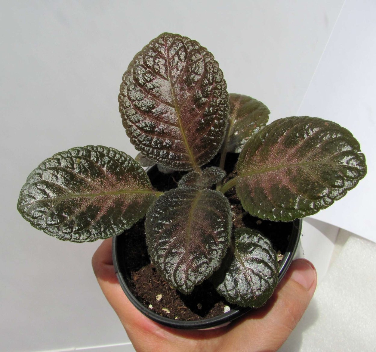 Комнатные растения с бархатными листьями