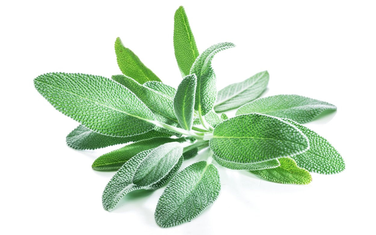 Фиттония гигантская