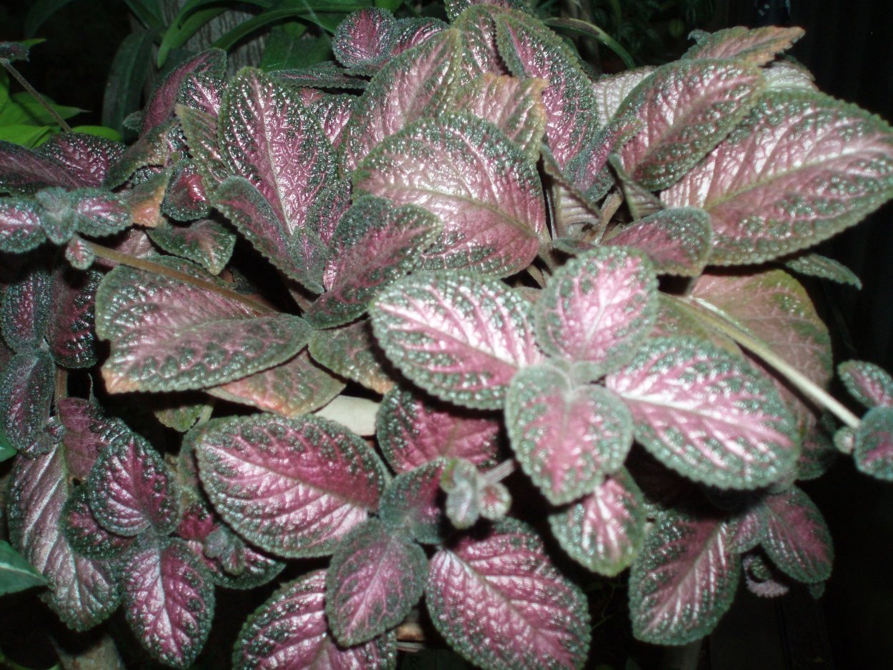 Фиттония тенелюбивая