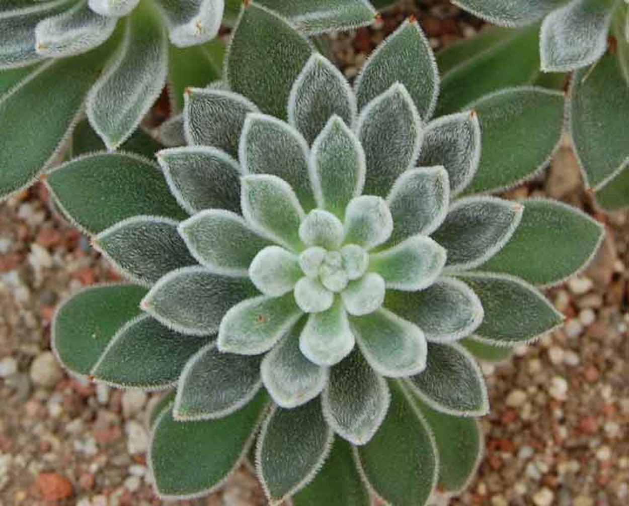 Echeveria leucotricha