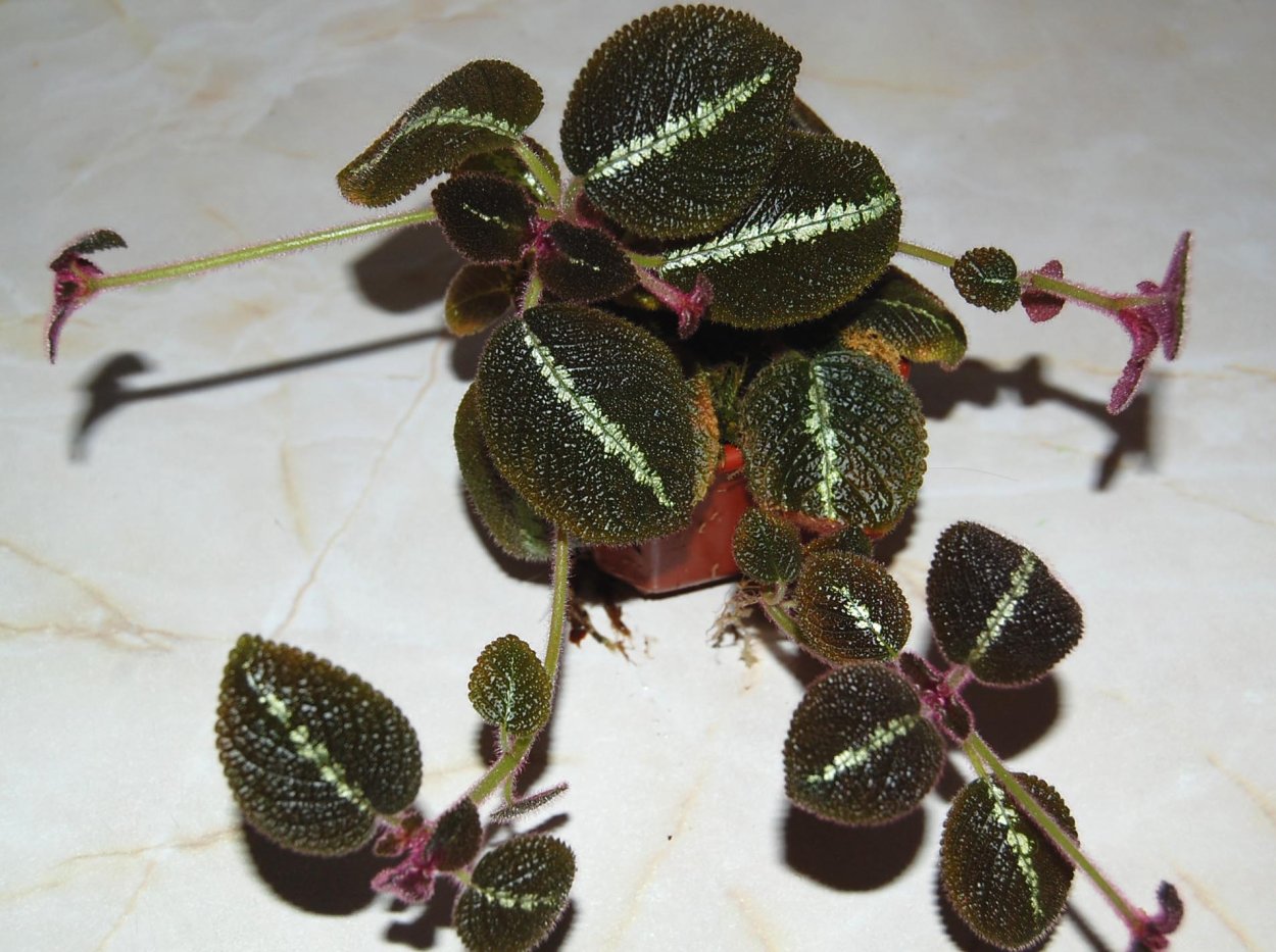 Эписция цветок размножение