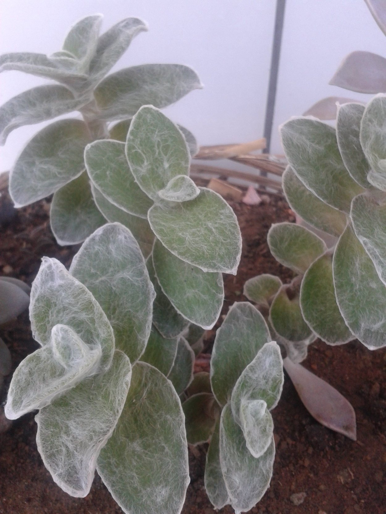 Стахис шерстистый Сильвер карпет