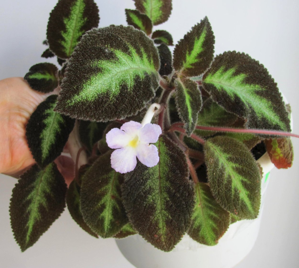 Стахис серебристый (чистец)