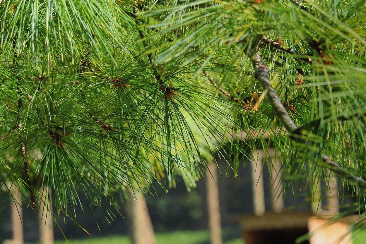 Хвойное дерево с длинными иголками