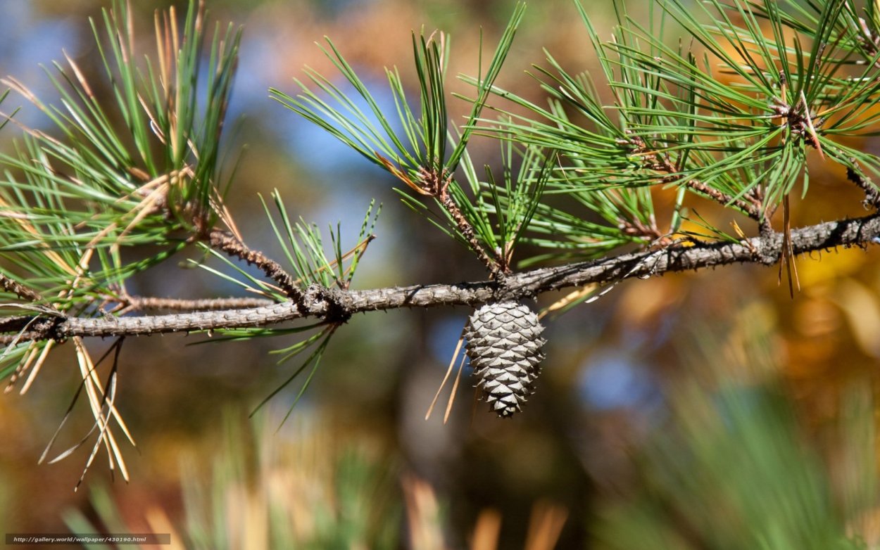 Ветка сосны