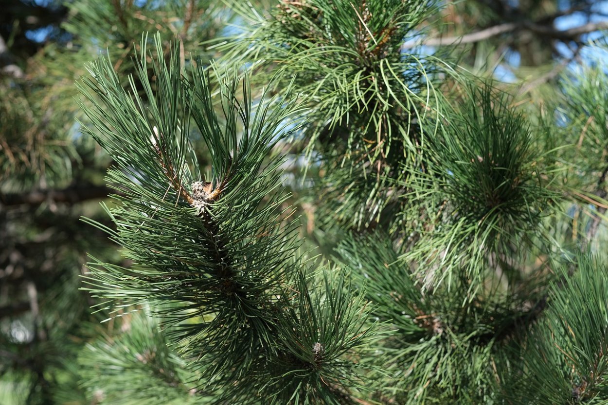 Pine Needles