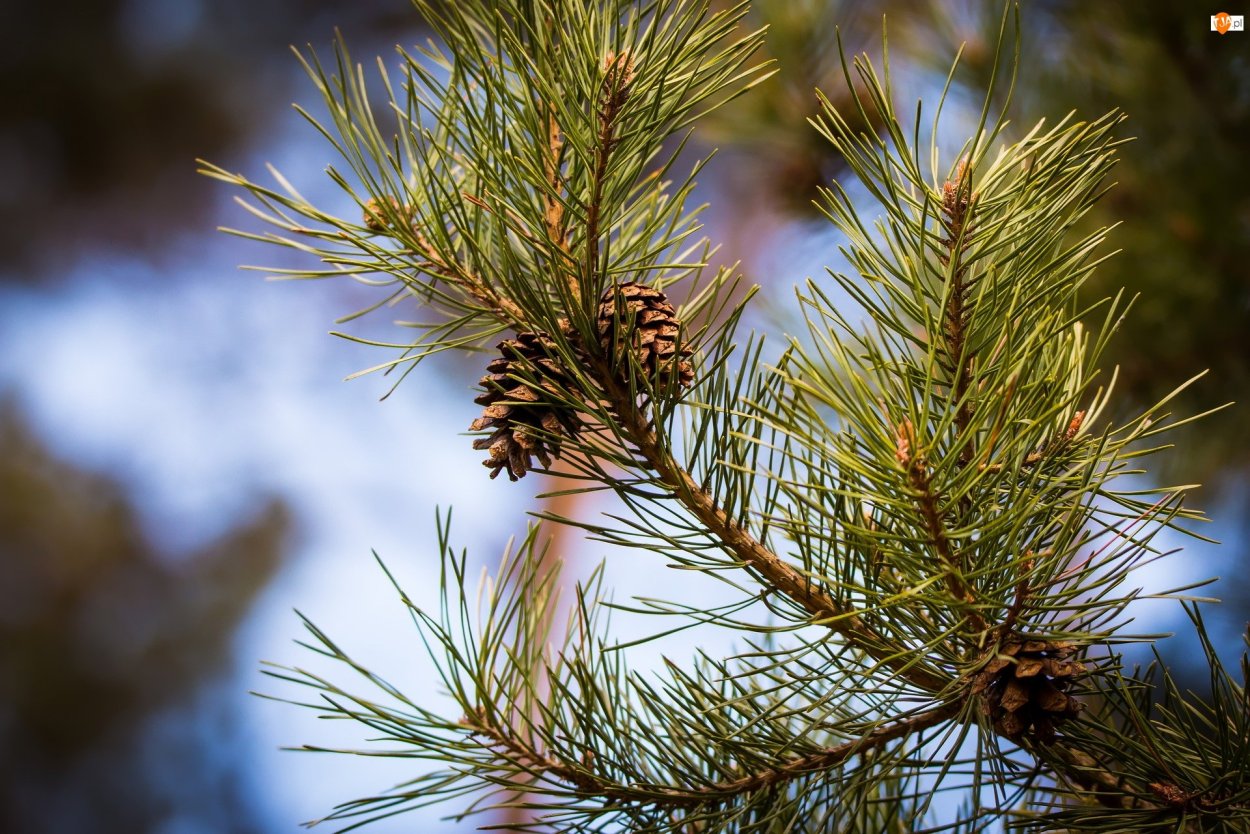 Сосна гималайская шишки