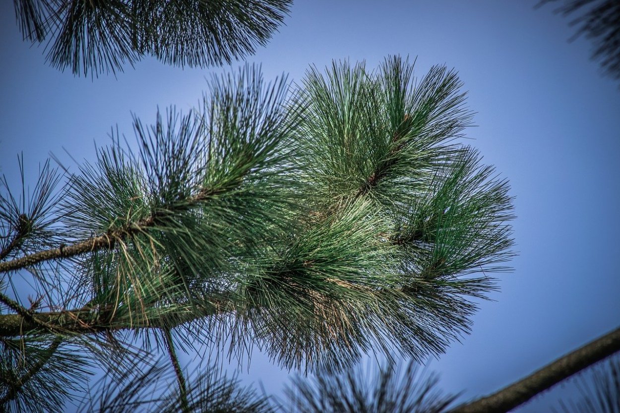 Сосна Веймутова хвоя