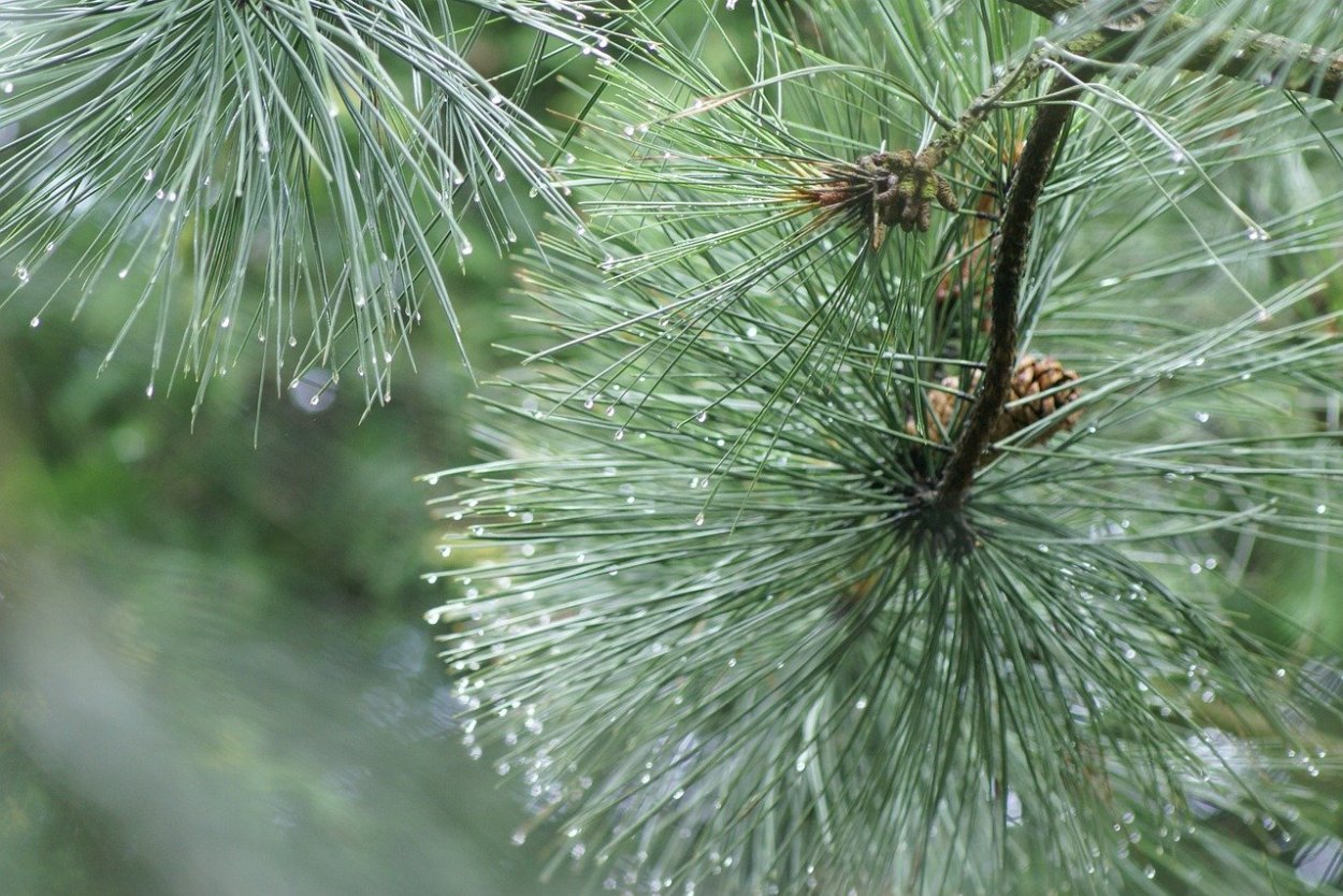 Растение с длинными иголками