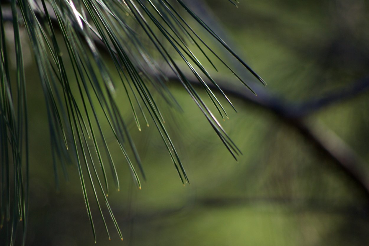 Сосна Макросъемка