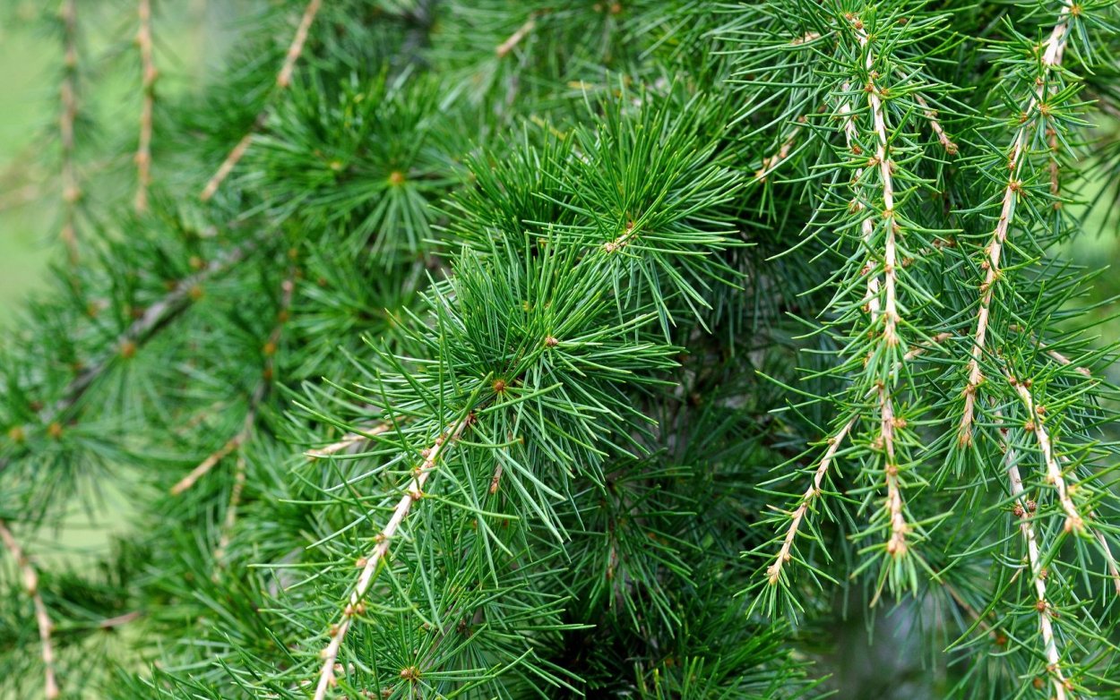 Пихта кедр можжевельник