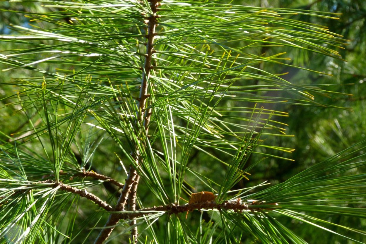 Кактус крючком