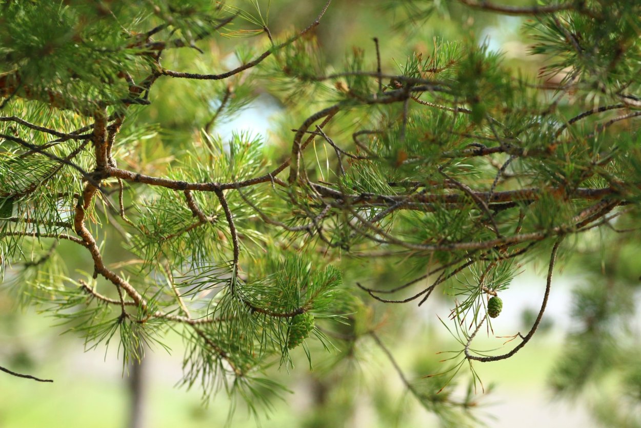 Корабельная сосна хвоя