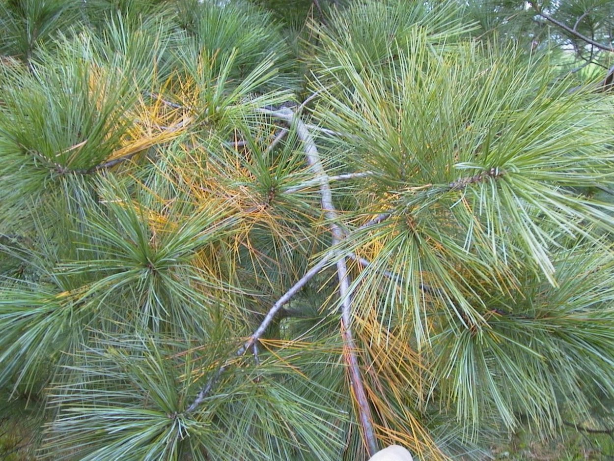 Сосна Веймутова Хермес