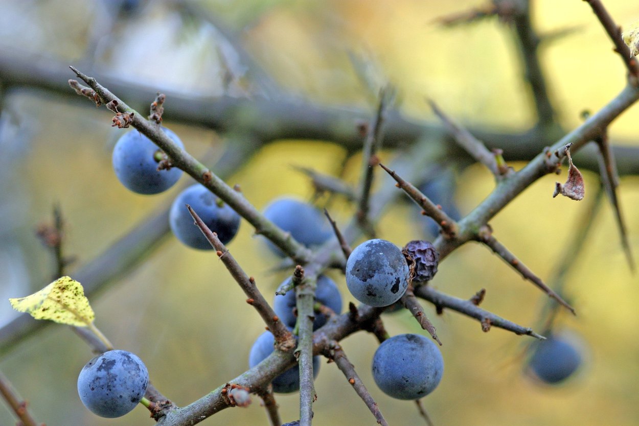 Куст терновника. Слива колючая (Терн) (Prunus spinosa). Тёрн ягода дерево. Терновник колючий куст. Тёрн Терновый куст.