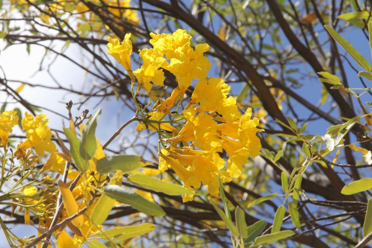 Handroanthus chrysanthus