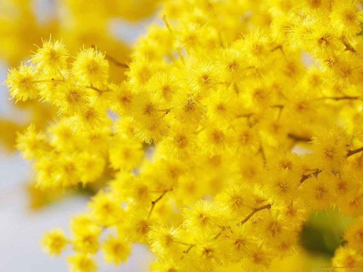 Табебуйя дерево