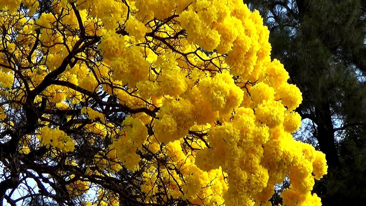 8 Марта Мимоза