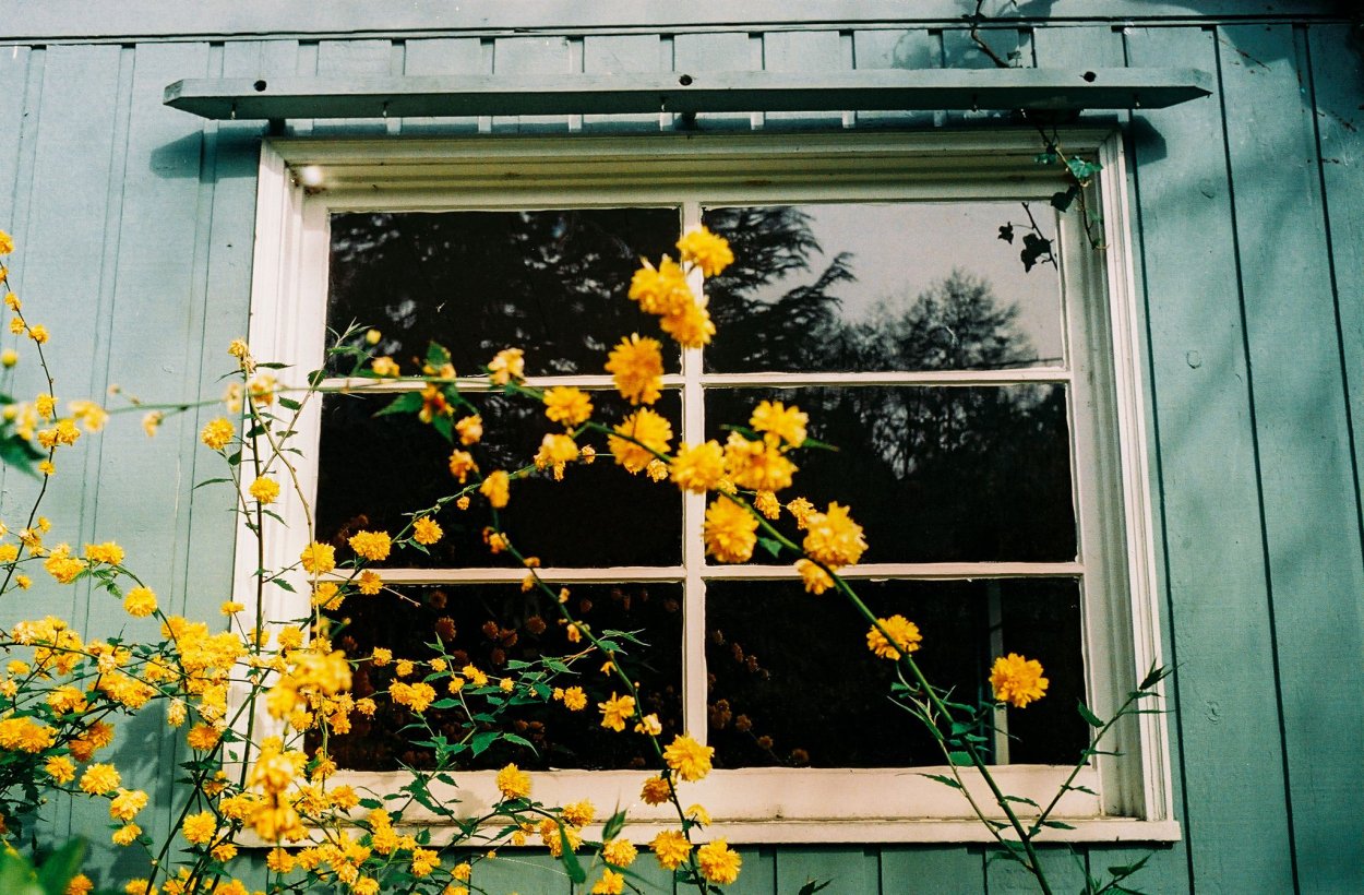 Акация серебристая Мимоза