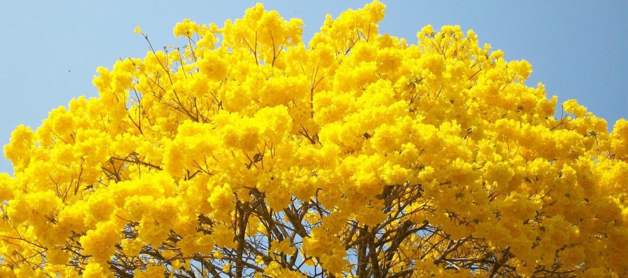 Желтый цвет