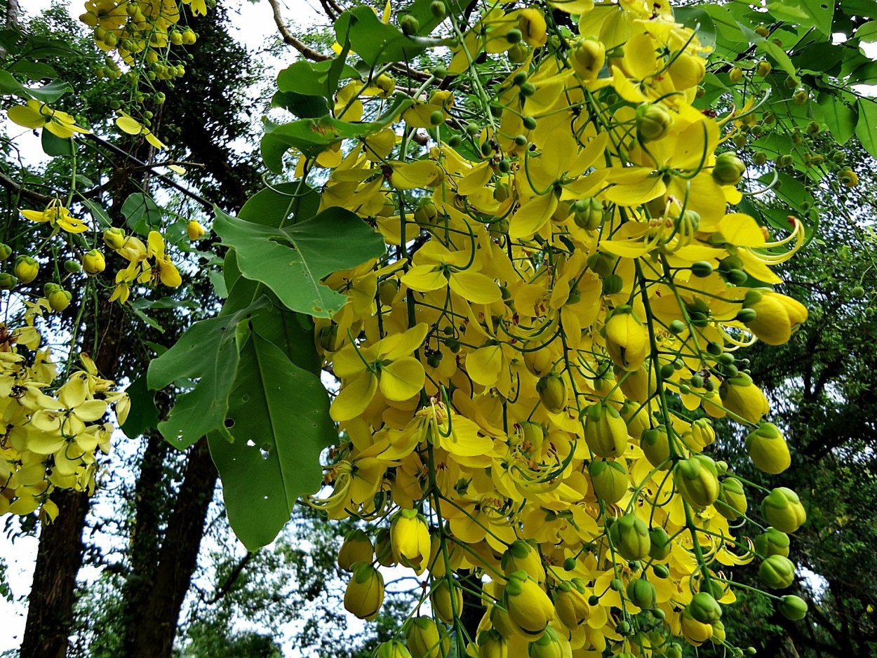 Мимоза кустарник