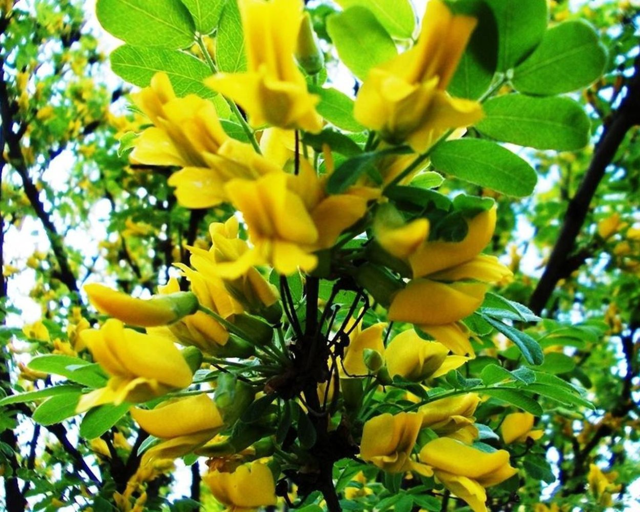 Акация Мимоза