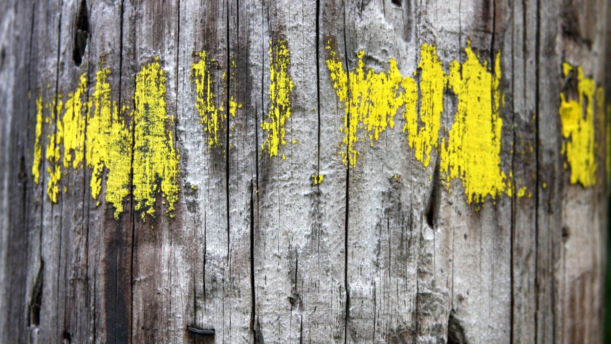 Ветка с желтыми цветами название