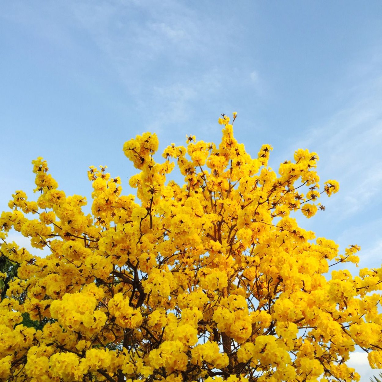 Жёлтая природа Эстетика