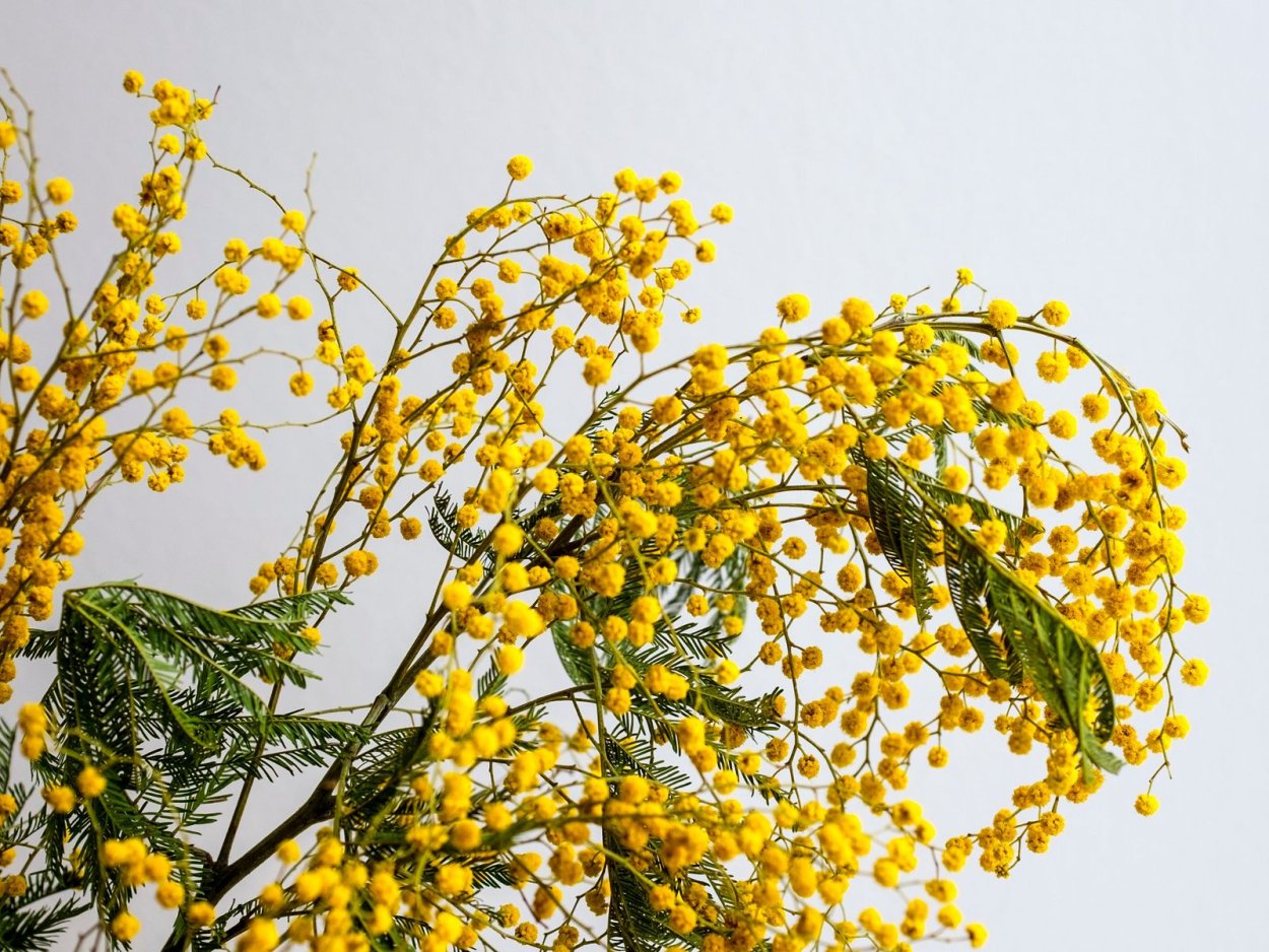 Смородина золотистая (ribes Aureum)