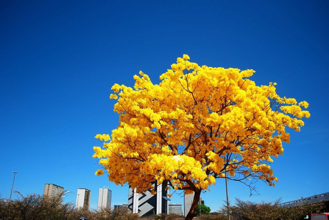 Дерево с желтыми цветочками