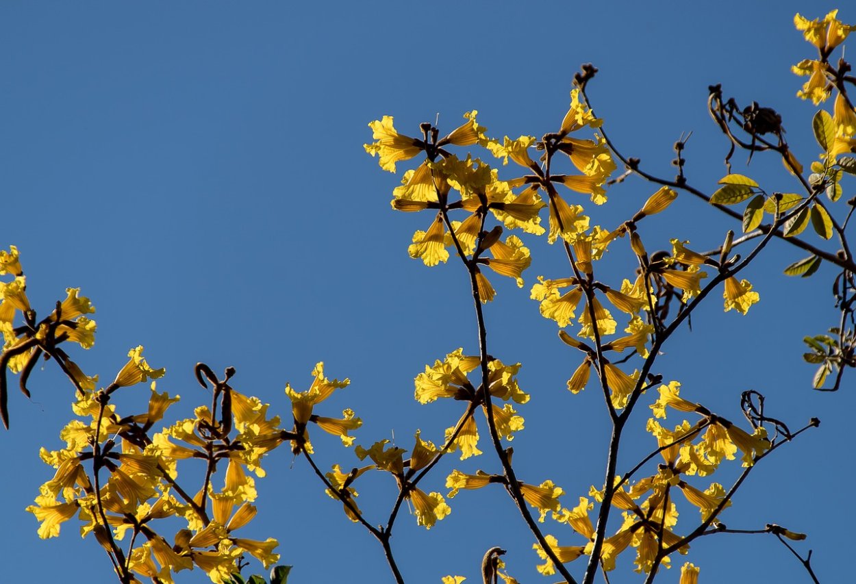 Мимоза Балеана