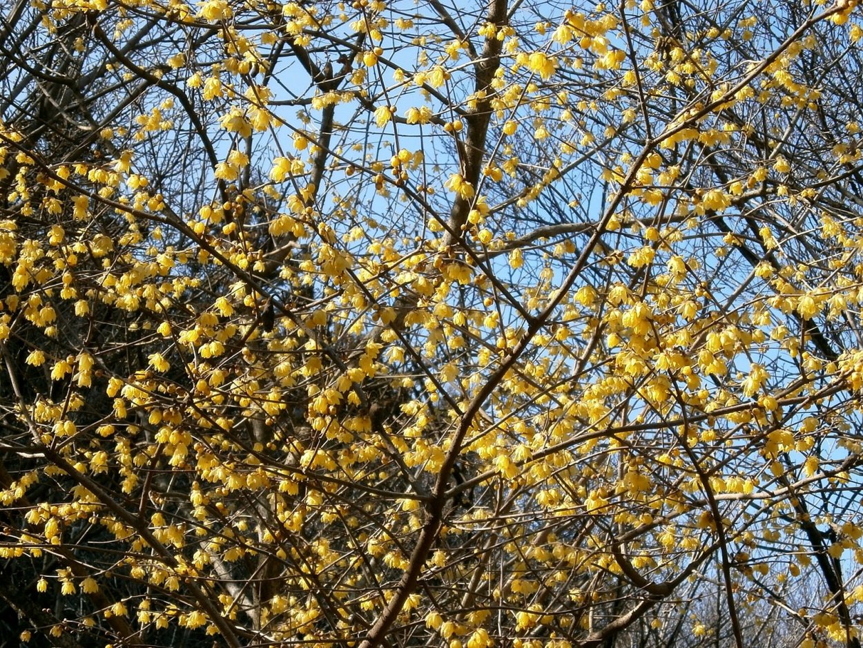 Форзиция Mikado