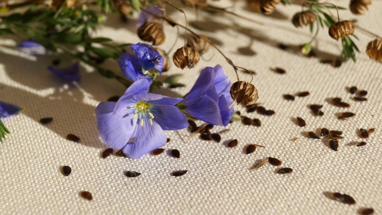Льняные цветы