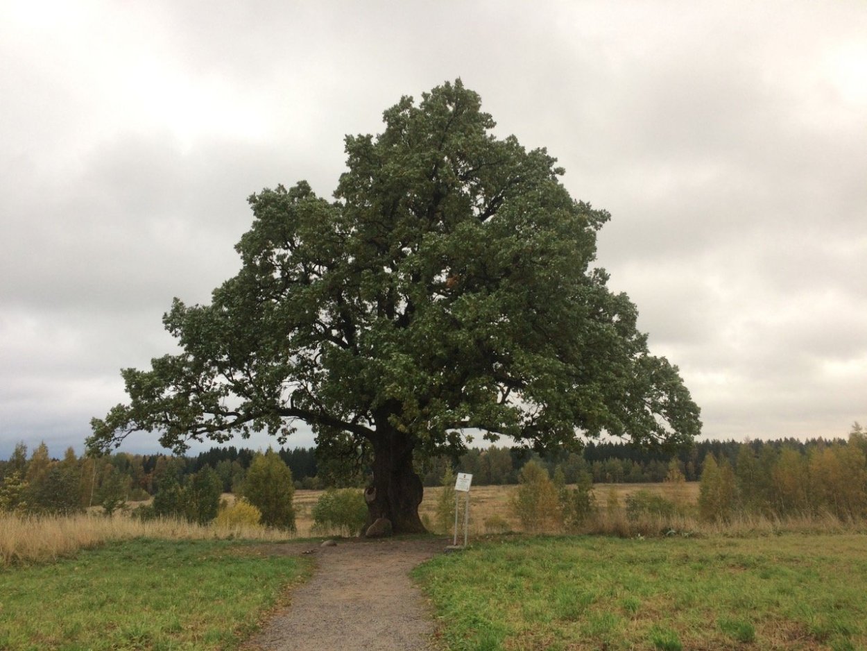 Дуб черешчатый Ириновка