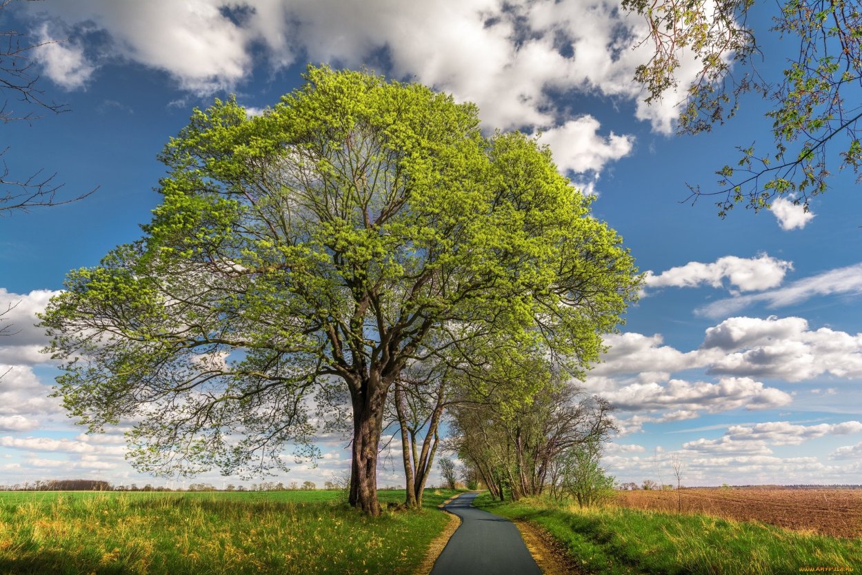 Пейзаж с деревьями