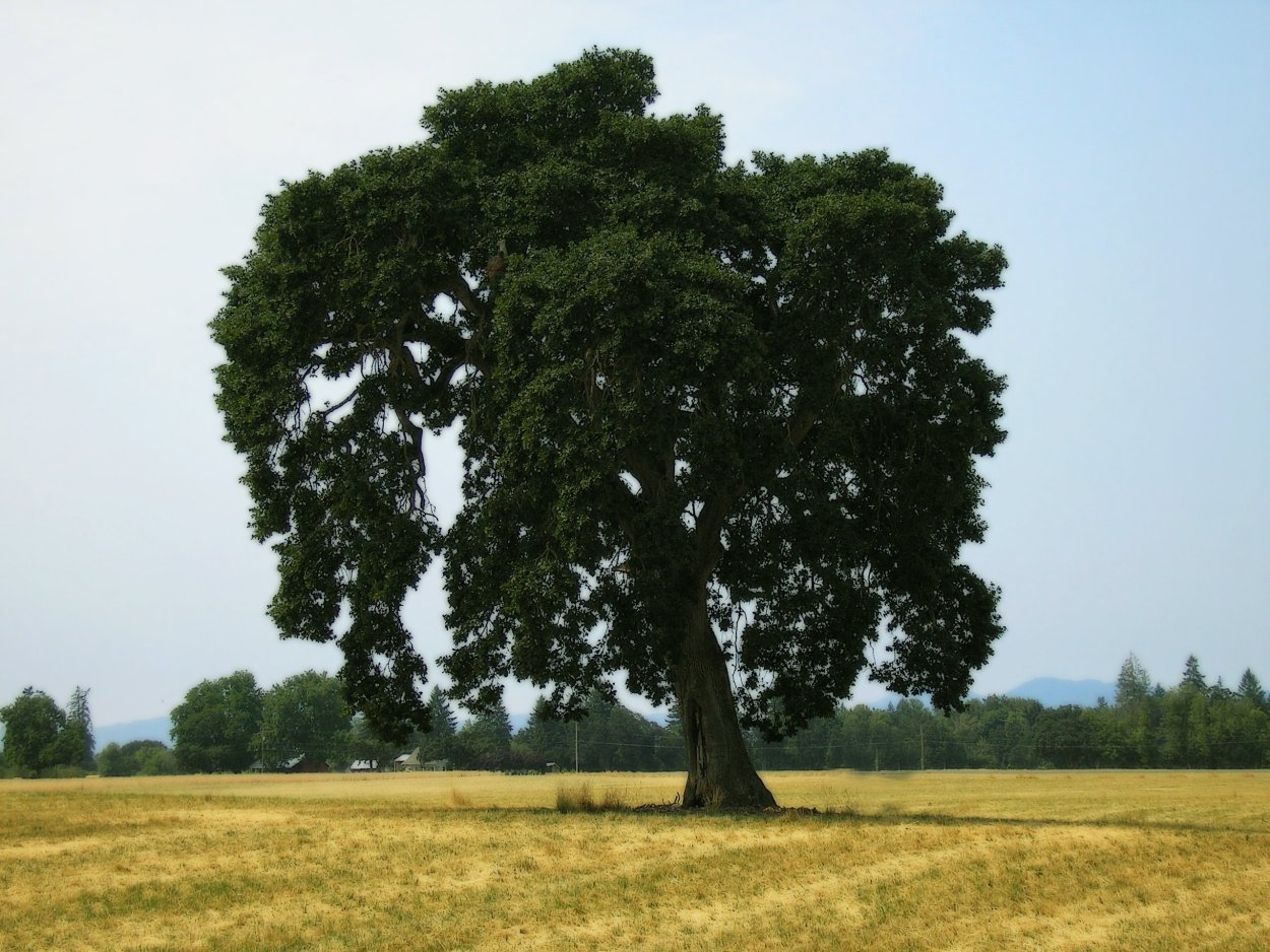 Дуб в лесостепи России