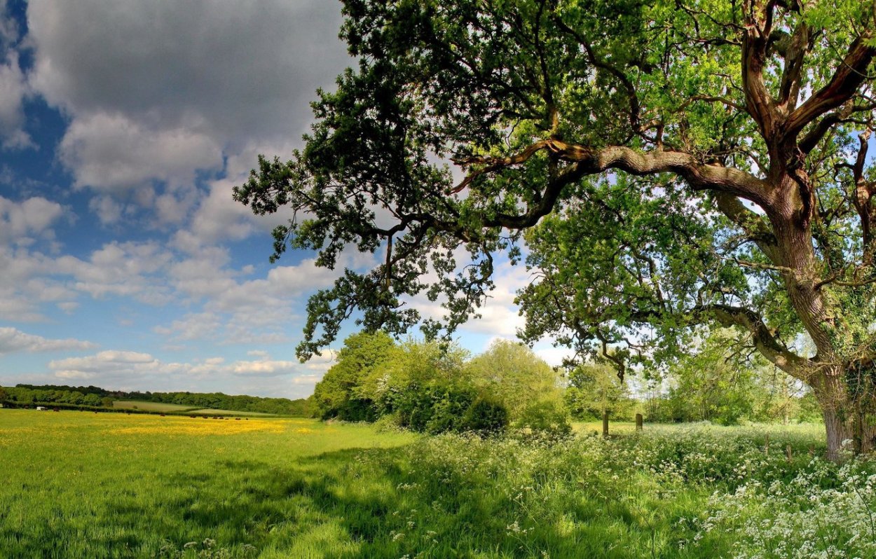 Природа деревья небо