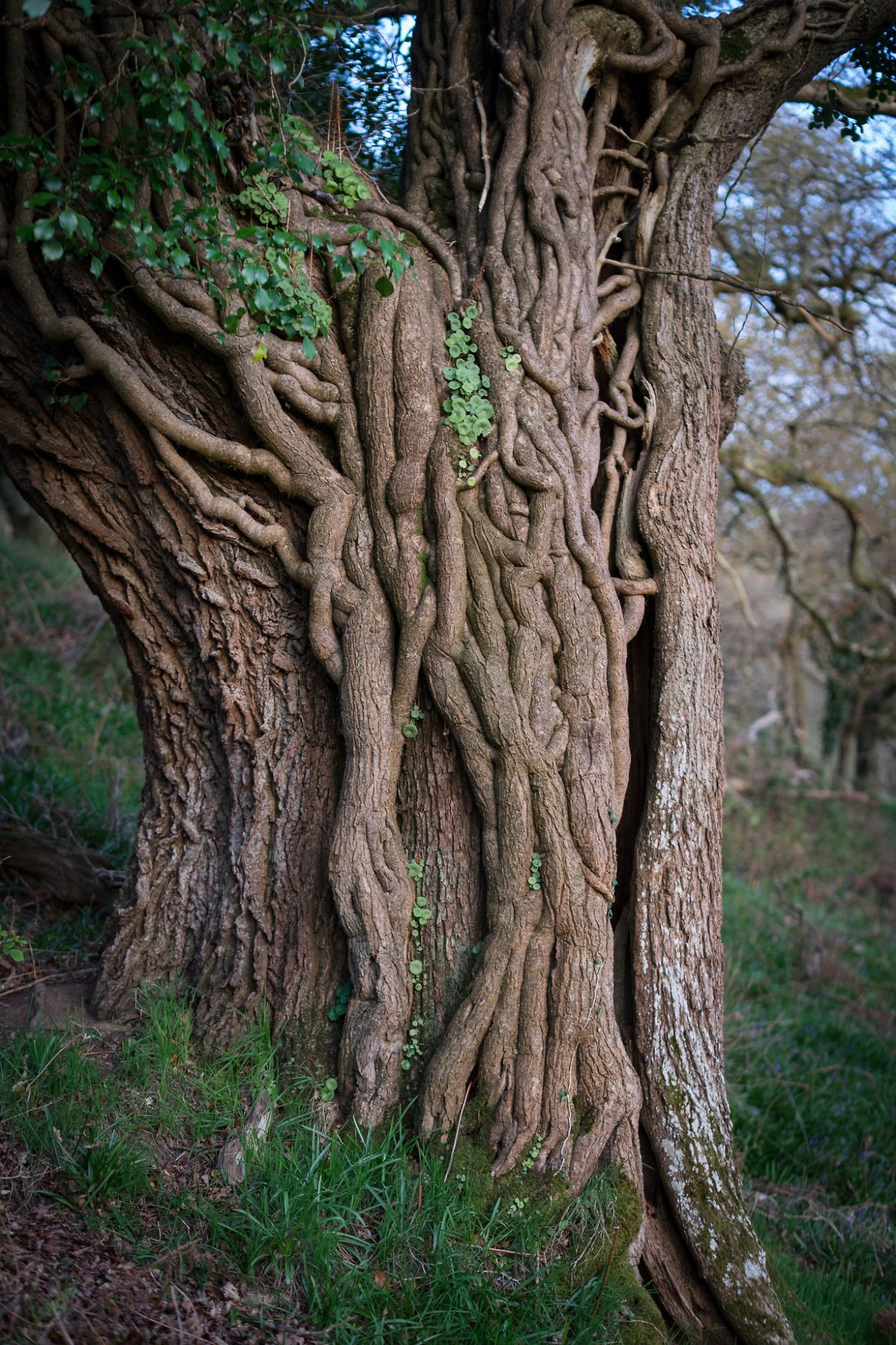 Эмерофилис дерево